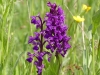 Brede orchis en harlekijn