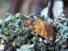 goudgele boorder, nachtvlinder in herfstkleuren