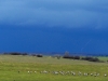 onweer boven de kraanvogels