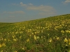 weide met echte sleutelbloemen