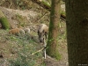 kleurvariatie bij de 'marcassins', natuurlijk of is er meer aan hand?