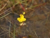 blaasjeskruid, mooi boven water, dodelijk er onder, metafoor ....