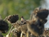 één van de honderden vinken in een veld zonnebloemen