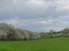 sleedoorn in hooiweide, één van de rijkdommen...