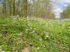 op twee weken tijd neemt de pinksterbloem het over van de bosanemoon