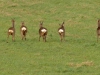 witte spiegels