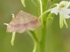 paarsbandsspanner op welriekende nachtorchis