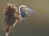 Icarusblauwtje, zonnend in de ochtend