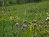 kalkflora in de Champagne