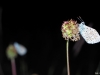nachtelijke dagvlinder (adonisblauwtje)