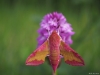 pijlstaarten, de orchideeën van de nachtvlinders (klein avondrood op hondskruid)