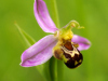 bijenorchis