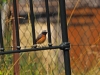 gekraagde roodstaart in de tuin