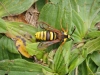 Hoornaarvlinder