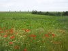 de plaats van de natuur in de landbouw