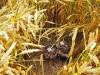 jonge grauwe kiekendief bij nestbescherming