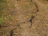 de gevolgen van de droogte op de bosbodem