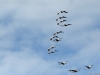 kraanvogels op de koffie in de tuin (Passavant)