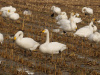 kleine zwanen en drie wilde zwanen op de voorgrond