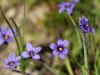 blauwogengras, souvenir van WOI