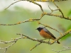 gekraagde roodstaart in de tuin