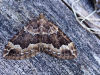 fraaie walstrospanner