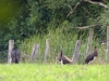 jonge zwarte ooievaar op doortrek