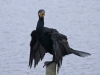 waarom vogelverschrikkers niet helpen tegen aalscholvers....