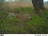 wilde kat op fotoval