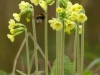 slanke sleutelbloem, bode van de lente