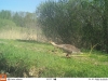 ook dit jaar broedde er weer grauwe gans, eerste verschijning met jongen op 20 april