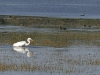 grote zilverreiger