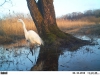 door hoge waterstand nieuwe gasten voor de fotoval: grote zilverreiger