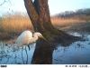 door hoge waterstand nieuwe gasten voor de fotoval: grote zilverreiger