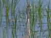 geen struisvogel maar een blauwe reiger...