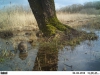 door hoge waterstand nieuwe gasten voor de fotoval: beverrat