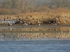 goudplevieren en kieviten