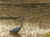 grote zilverreiger