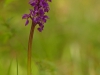 mannetjesorchis