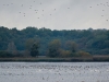 het is druk op de vijver (22-10-2020)