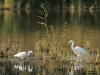 zilverreiger groot en klein