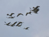kraanvogels