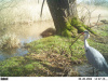 blauwe reiger aan de nestbouw