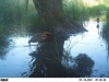 purperreiger, dit jaar broedvogel