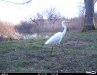 het hoeven  niet altijd zoogdieren te zijn op de fotoval...