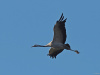 kraanvogel