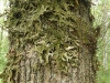 Lobaria pulmonaria, 'longmos'