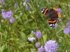 Blauwe knoop, belangrijke nectarplant in het najaar