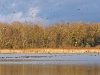 een paar duizend kieviten op de slikrand