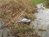 deze jonge kraanvogel overleefde de eerste reis niet